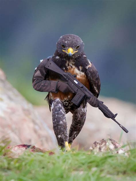 This Badass Hawk Just Sparked The Most Intense Photoshop Battle Ever