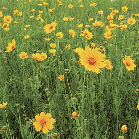 Coreopsis grandiflora (Large-flowered Coreopsis)