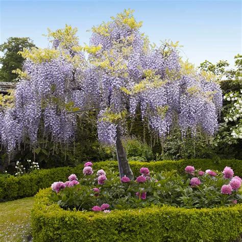 Wisteria Trees For Sale Wisteria Tree Wisteria