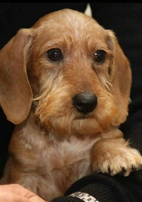 13 best Silky-Wirehaired Dachshunds images on Pinterest | Dachshund dog ...