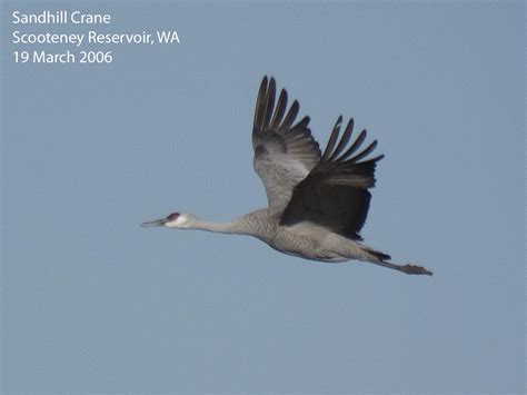 Northwest Nature Notes Cranes And Herons