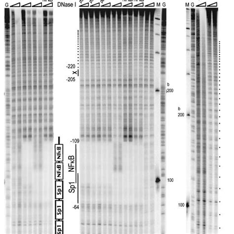 Structure of the HIV-1 5-LTR. A, segment of the HIV-1 genome used in ...