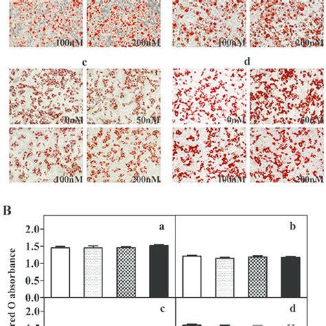 Fat Droplets In Control And Treated Groups 3T3 L1 Mature Adipocytes