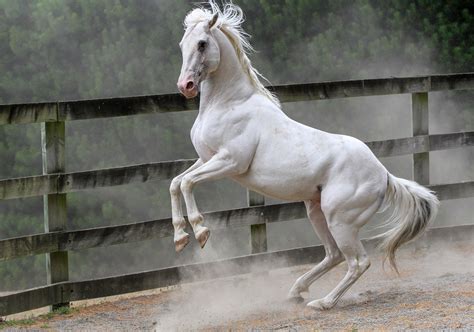 white stallion galloping   enclosed area
