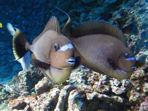 Nikon Coolpix S9500 review