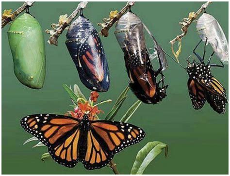 Невероятные бабочки / Научный хит