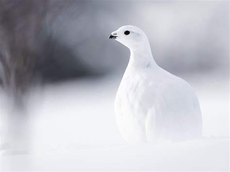 Three Years After 3 Billion Birds Lost Americas Birds Are Still In