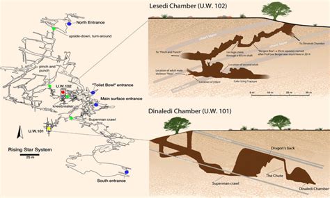 south african cave system yields   fossils  homo naledi