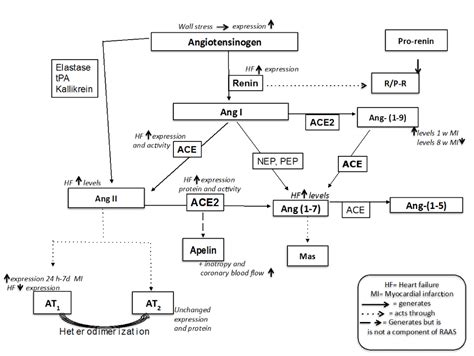 Function of renin angiotensin system on heart failure