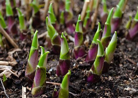 Hosta Seeds How To Plant And Grow This Versatile Beauty A Z Animals
