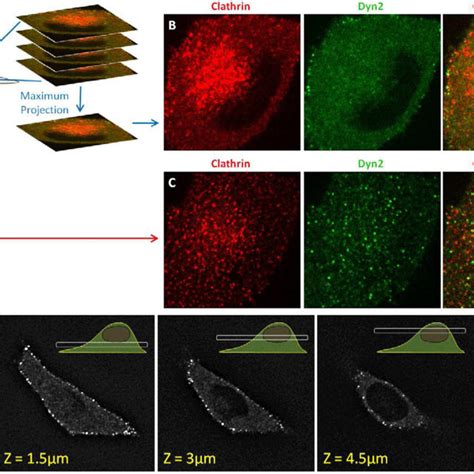Cellular Distribution of AP1-, AP2-, and AP3-Containing Structures ...