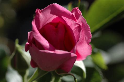 Wild Edric ® | Rose, intensiv rosa & violett, 170 cm x 140 cm (David ...