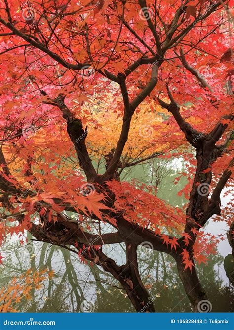 chinese maple tree 6