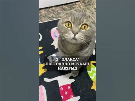 ВИДЫ КОШАЧЬИХ ХАРАКТЕРОВ - YouTube