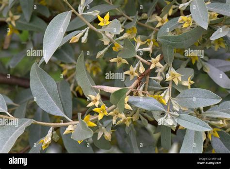 Elaeagnus Bush