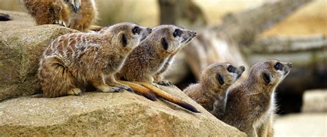 wallpaper stone animals mammals animals zoo meerkats zoo