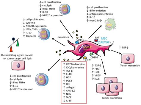 Vaccines Free Full Text Mesenchymal Stromal Cells Can Regulate The