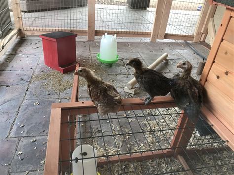 Help What Kind Of Chickens Do I Have And What Sex BackYard Chickens Learn How To Raise