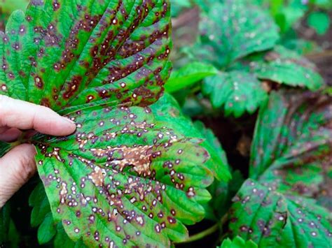 Как бороться с вредителями и болезнями клубники, профилактика | Мир ...