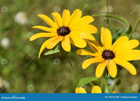 Flores Muy Bastante Florecientes Del Rudbeckia Con Amarillo Y Brown