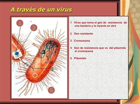 Resistencia Bacteriana PPT