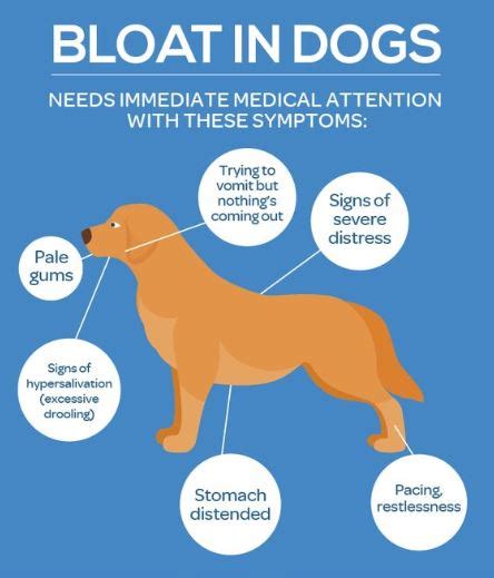 Gastric Dilatation Volvulus Everything You Need To Know About Bloat