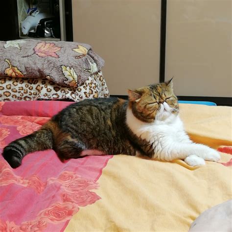 Shes Such A Lady Rexoticshorthair