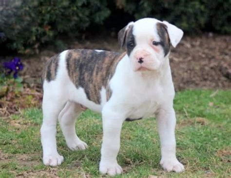 American Bulldog Puppies For Sale Keystone Puppies