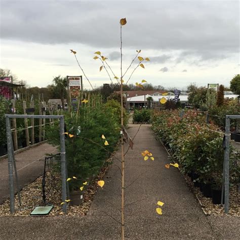 Betula Utilis Var Jacquemontii Grayswood Ghost AGM 10 12cm 55L