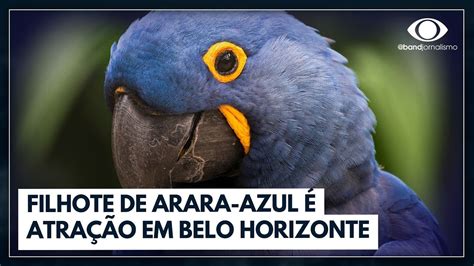 Filhote de Arara Azul é atração em Belo Horizonte Bora Brasil YouTube