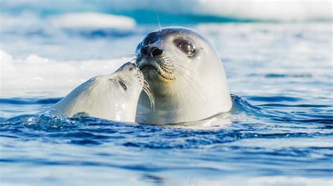 BBC One Frozen Planet II Series 1 Frozen Ocean