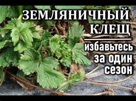 (170) Как избавиться от земляничного клеща за один сезон Все о ...