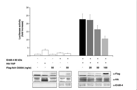 The E Ligase Aip Itch Ubiquitinates And Targets Erbb For