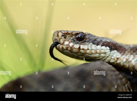 Common Viper Vipera Berus Stock Photo Alamy