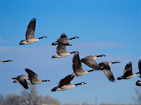 Canadian Goose Flying
