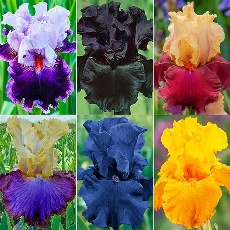 bearded iris collection seedslover