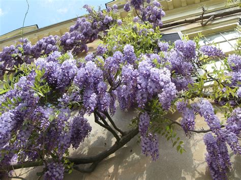 Washingtongardener Wisteria You Can Grow That