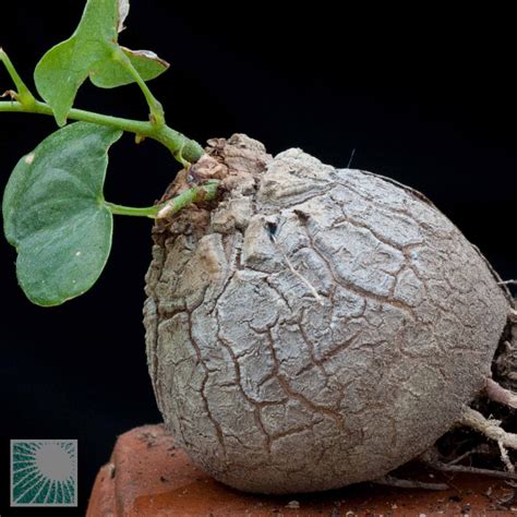 Dioscorea elephantipes, plants (code 43204) for sale • Mondocactus nursery.