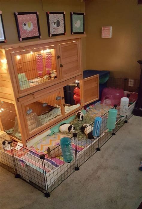 20 Diy Guinea Pig Cages That Kids Will Love Obsigen