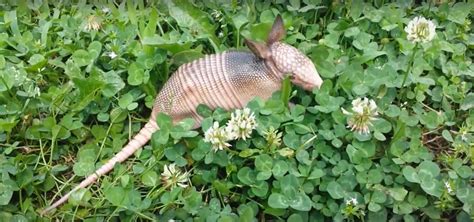 What Is An Armadillos Natural Diet