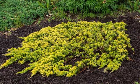 Creeping Juniper Ground Cover Care Guide Epic Gardening