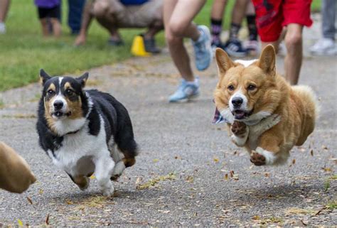 Finishing Race Corgi