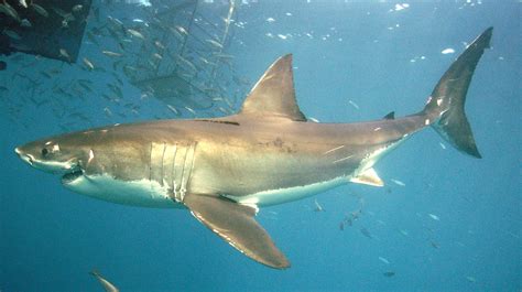 Shark Blood Production The Australian Museum Blog