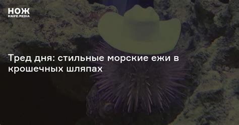 Тред дня: стильные морские ежи в крошечных шляпах — Нож