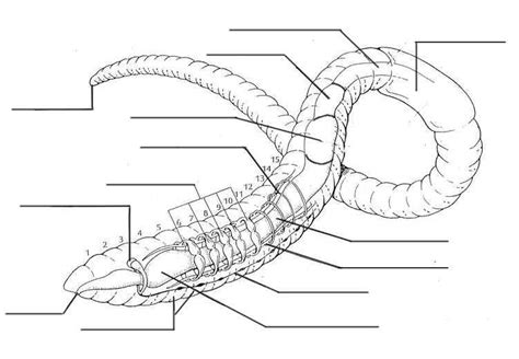 Earthworm Anatomy Diagram Quizlet