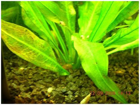 Калий в аквариуме, аквариумные удобрения, раствор калия, K2SO4