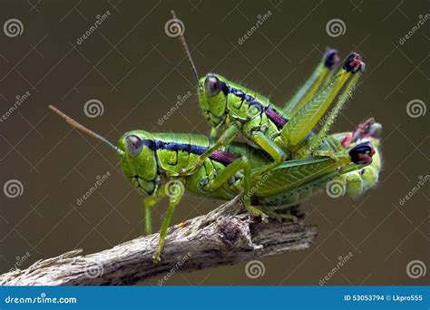 Grasshopper Having Sex Stock Photo Image Of Close Wood 53053794