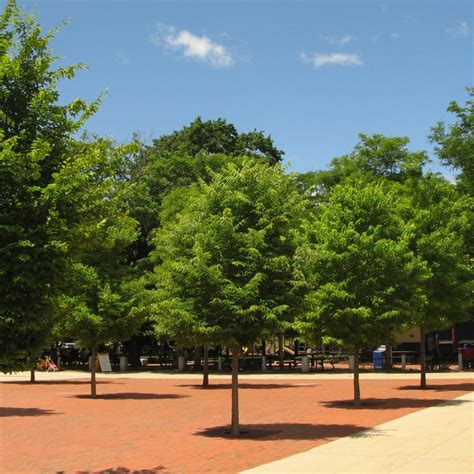 Hackberry Tree Resources Tree Lafayette
