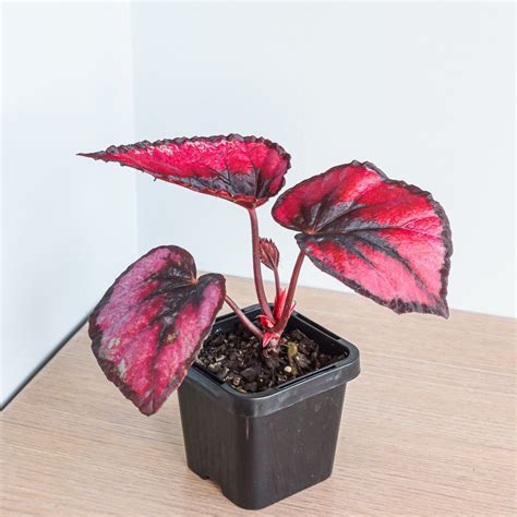 Begonia Red Kiss – The Plant Boys