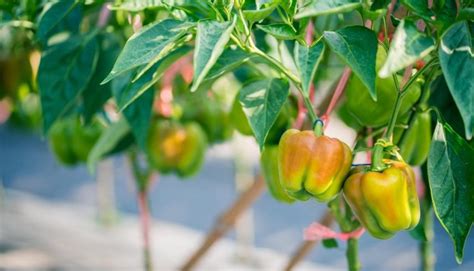 Descubra O Jeito Certo De Plantar Piment O Em Vasos Horta Jardim Cia